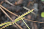 Florida hoarypea